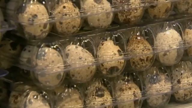 Перепелка: Польза перепелиных яиц смотреть онлайн