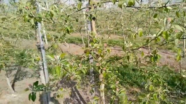 Опоры для низкорослых садов, как и изчего выбрать правильно