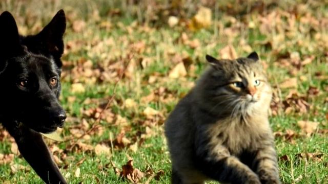 ➤ Стих (Уродливый кот) ➤ Стихи про животных смотреть онлайн