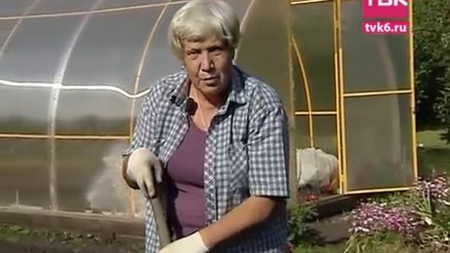 Дачные советы. "Советы тети Тани" - Лук и чеснок-2 смотреть онлайн