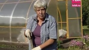 Дачные советы. "Советы тети Тани" - Лук и чеснок-2