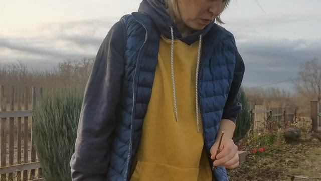 То что не получилось летом, обязательно получится зимой! Черенкуем всё на свете. #розовыйсад смотреть онлайн