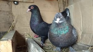 Как кормить голубей .Добовая норма корма і сизон гниздованя голубей.