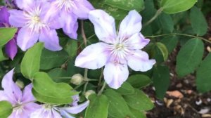 Clématite ''Clematis viticella Justa' Métamorphose colorée