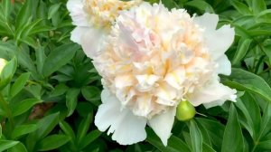 Пион Топ Брасс