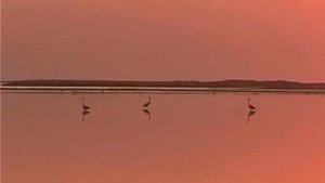 Лебяжьи острова