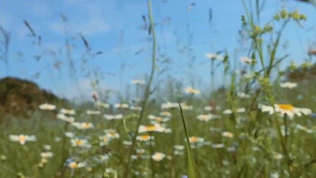 Ромашковое поле в подмосковье! смотреть онлайн