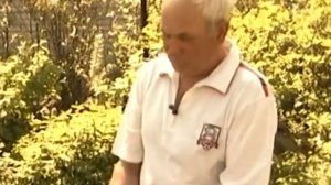 Детки гладиолусов на грядке