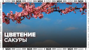 Сезон цветения сакуры стартовал в Японии - Москва 24