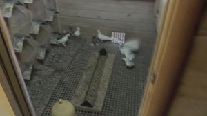 БАКИНСКИЕ ПЛЕМЕННЫЕ ГОЛУБИ Александра(Афганца)