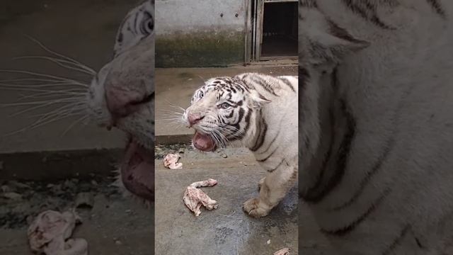 white tiger. Белый тигр ? смотреть онлайн