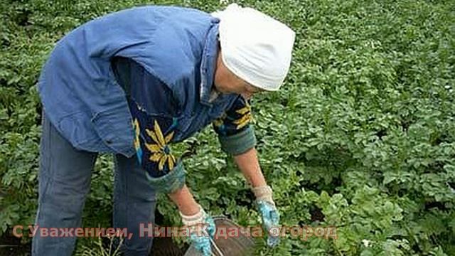 ПОМОЖЕТ ОТ КОЛОРАДСКОГО ЖУКА БЕЗ ХИМИИ. ОБРАБОТКА КАРТОШКИ ОТ ЖУКА смотреть онлайн