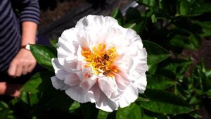 Нежный сливочно-розовый пион BLUSHING PRINCESS / Сад Ворошиловой