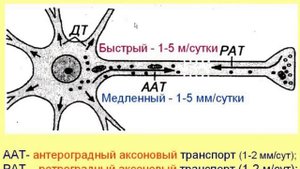 Нервная ткань-1. Видеолекция С.М.Зиматкин (9)