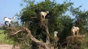 козы на деревьях