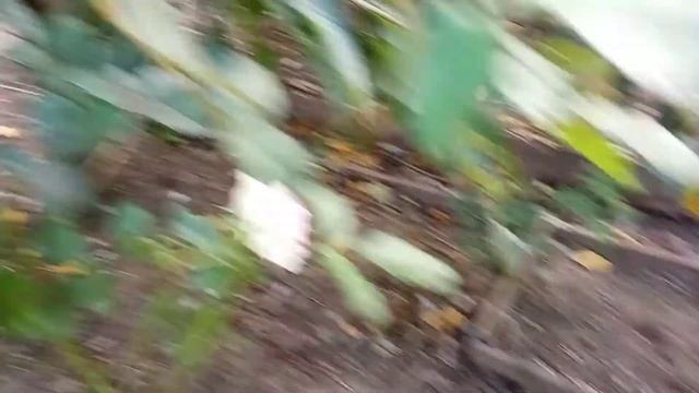 Юбилей Санкт-Петербурга роза - флорибунда. смотреть онлайн