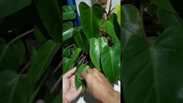 The Best STRESS  RELIEVER Must Try |  @G's Garden & More   #short #philodendron