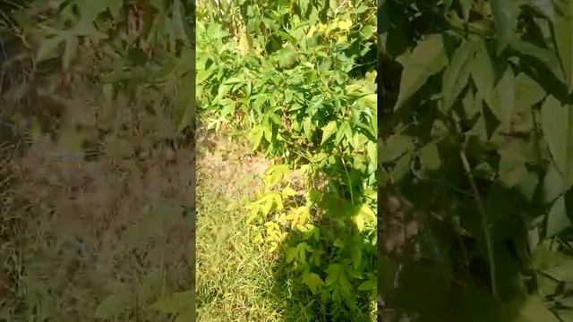Летний обзор на пассифлору инкарната , Эдулис , гранадилла