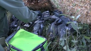 СУПЕР патроны для охоты! Азот Русский Охотник и Азот Сибирь в деле - тест патронов охотой.