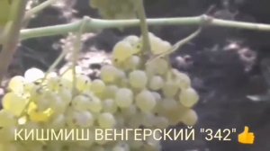 Легенда кишмиш 342 или венгерский