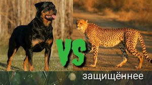 Ротвейлер против гепарда
