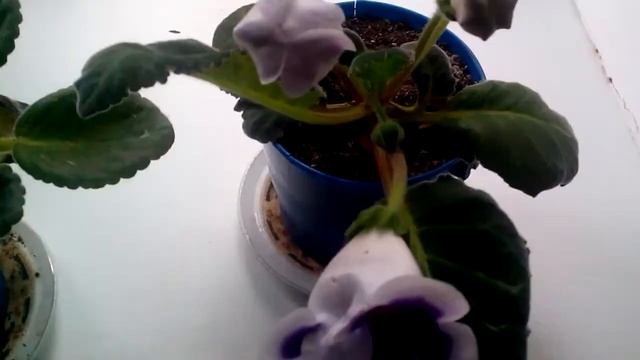 домашние фиолетовые цветы смотреть онлайн