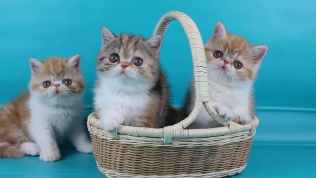 Помет д.р. 23.09.20. 2 мальчика и девочка. Экзоты. смотреть онлайн