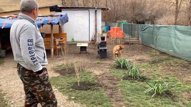 #391 Выгодно ли разводить породистых кур? Сколько мы заработали за месяц? смотреть онлайн