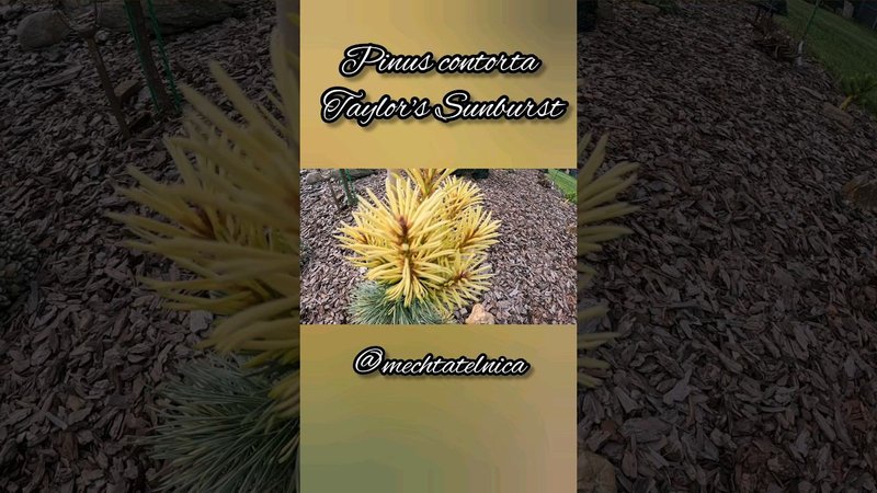 Pinus contorta Taylor's SunburstСосна скрученная Тейлорс Санберст #PinuscontortaTaylor'sSunburst