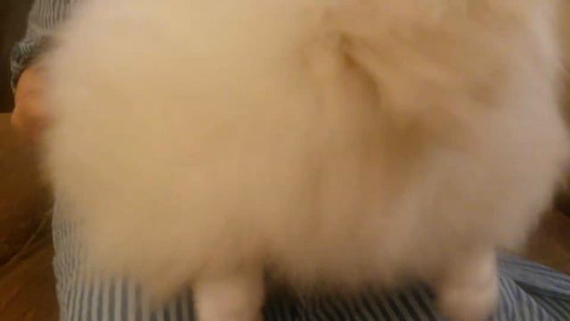 Рика груминг смотреть онлайн