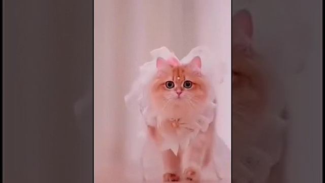 подиум для красавиц
