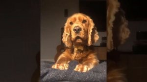 Самые дружелюбные породы собак - топ 10. Интересные факты о собаках