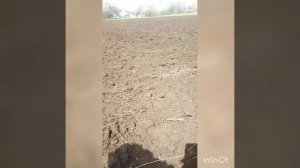 Всходы семян эспарцета