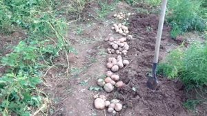 Как вырастить здоровую картошку.mp4