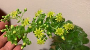 What to do when monocarpic succulents bloom.