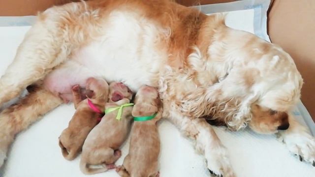 Щенки американского кокер-спаниеля смотреть онлайн