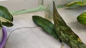 Удобрения для Хой. Не повторяйте моих ошибок