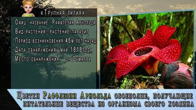 Какой самый большой цветок в мире? | САМЫЕ САМЫЕ большие мира