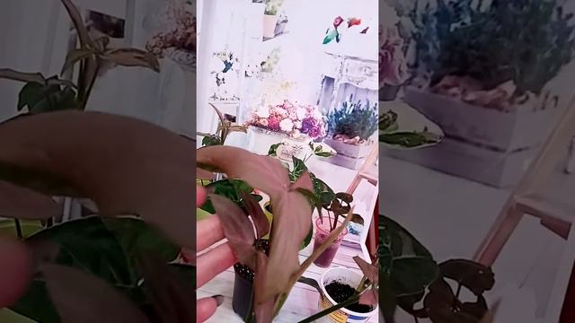 Сингониумы подрастают. смотреть онлайн