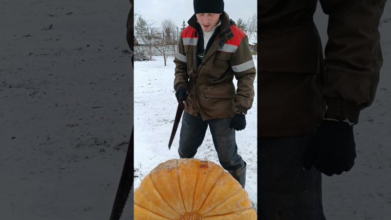 Первый небольшой распил гигантской тыквы. Блог о огороде.