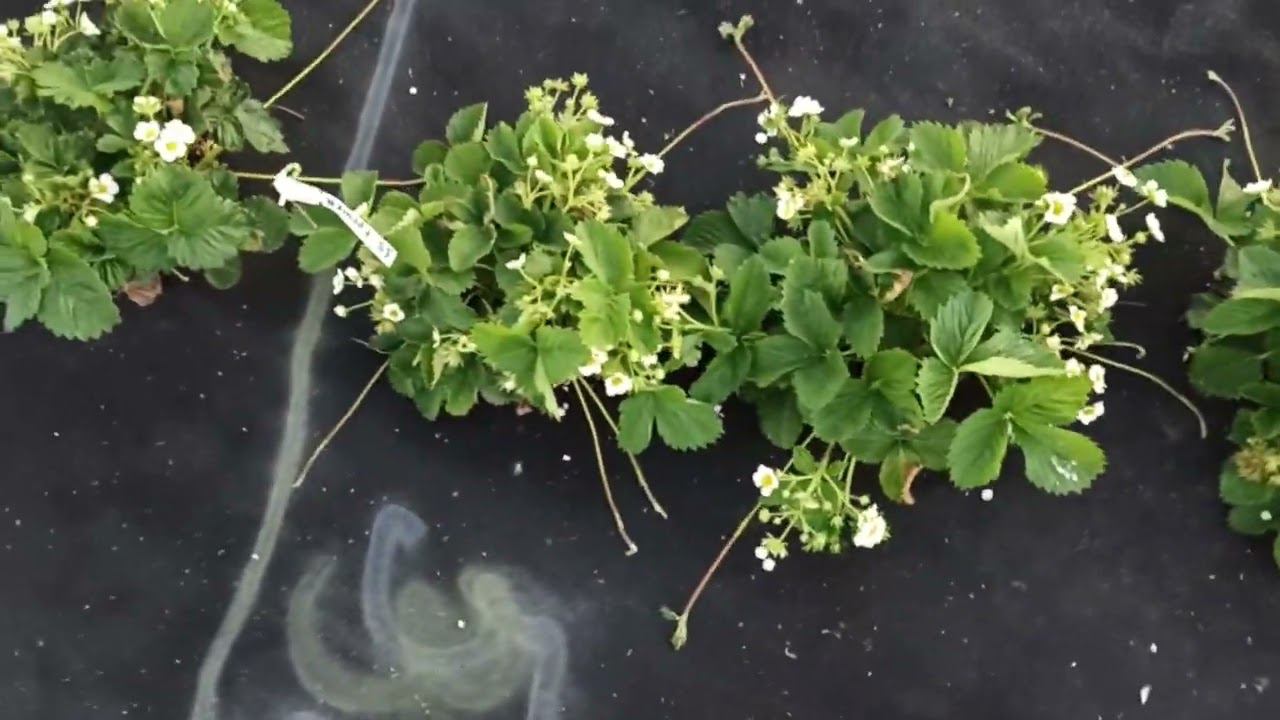 маточник клубники начал выходить из стресса после морозов и развиваться. смотреть онлайн