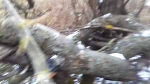 Охота на дрозда ви морози -5