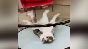 Funniest Animals ? New Funny Cats and Dogs Videos ?? Part 2