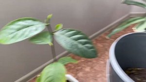 Джекфрут в домашних условиях. Jackfruit. Ekzotik bitki.