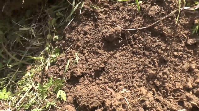 Коп с новой катушкой на старом месте. Катушка Ака 13, 3- х частотная. смотреть онлайн