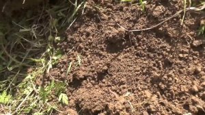 Коп с новой катушкой на старом месте. Катушка Ака 13, 3- х частотная.