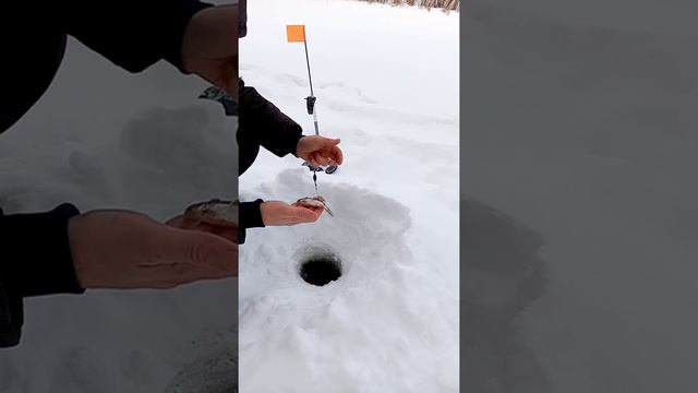 жерлицы на щуку зимой смотреть онлайн