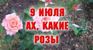 9 июля. Ах, какие розы!.mp4