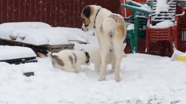 Большой и сильный алабай Ажур / Gentle giant / Alabai смотреть онлайн