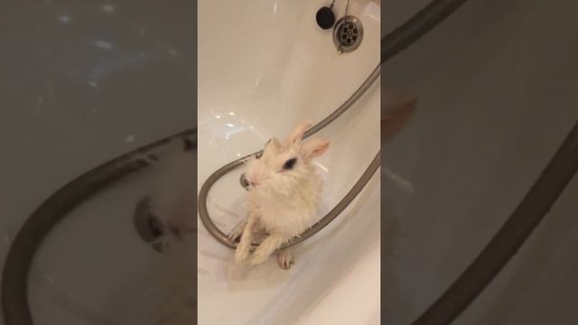 Купаем кролика смотреть онлайн